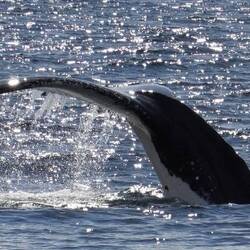 I'm dying here --- my first whale tail!!!!