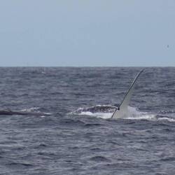 Not entirely sure what all this is, but I think I have 'more whale' here than in any pic!