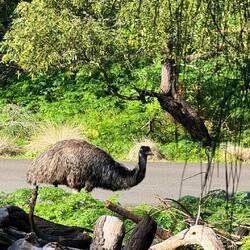 Emu