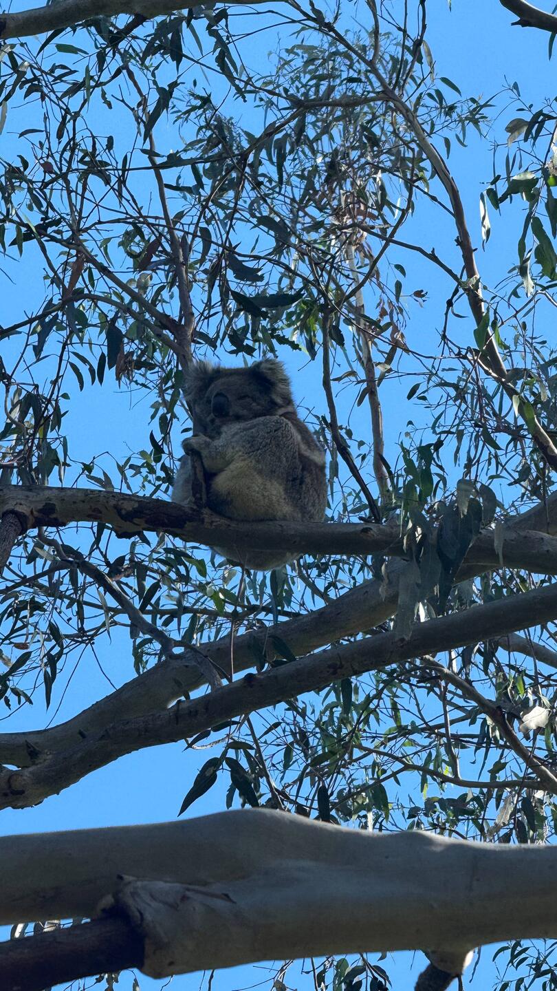 Koala