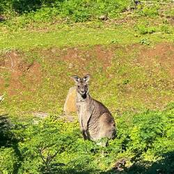 Känguru