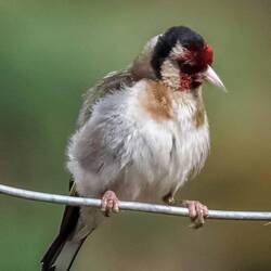 Goldfinch