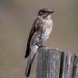 Flycatcher