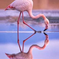 Flamingo in Cagliari