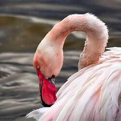 Flamingo in Cagliari