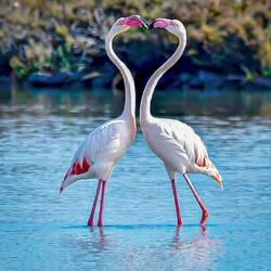 Flamingo in Cagliari