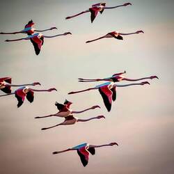 Flamingo in Cagliari
