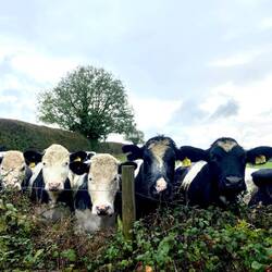 Curious calves peeking over the hedge