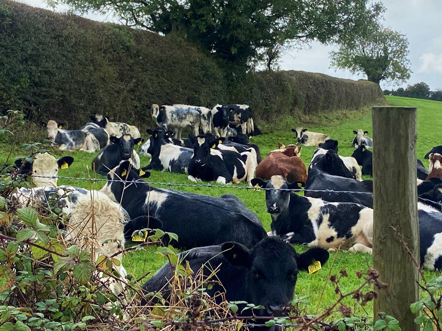 Dairy Cows calves