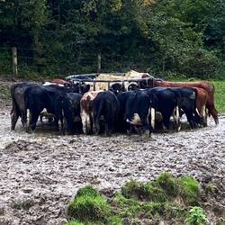 Hungry cattle being fed hay after the rain