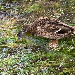 Feeding on the seeds now 'under water'