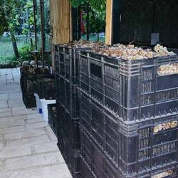 Grapes 'in waiting'