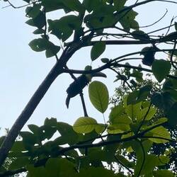 Tukan, besser hab ich ihn nicht einfangen können, wieder zu langsam 🙃