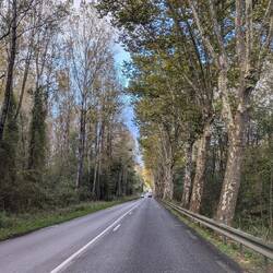 Und wieder eine Allee