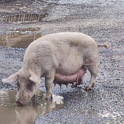 wie im Zoo... Auf dem Strassen treffe ich auf Schweine, Kühe, Gänse, Hühner, Pferde, Esel.. 😀👍