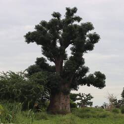 Einer der schönen Baobab-Bäume