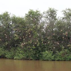 Vogelnester im Delta