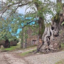 How old is that tree!!