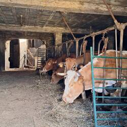 The path passed straight through a farmyard, cows one side and tractors the other.