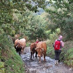 Cows have right of way.