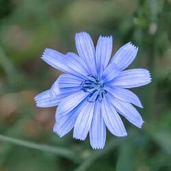 Wildflower