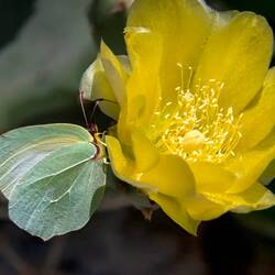 Butterfly on a cactus flower