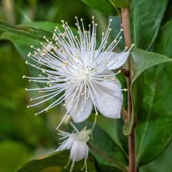 Wildflower
