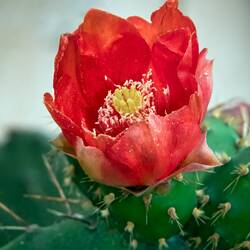 Cactus flower