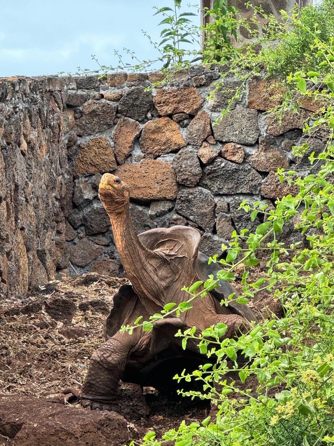 🦒