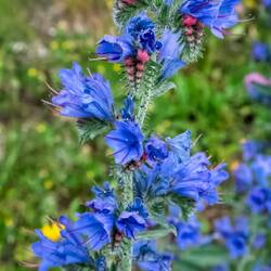 Wildflower