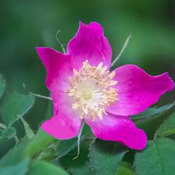 Wildflower