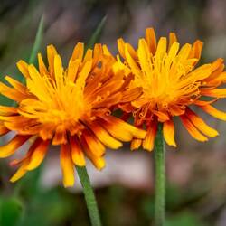 Wildflower