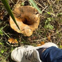 Was für ein riesengroßes Exemplar