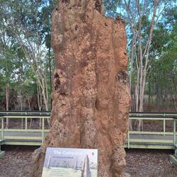 .....über 4m hoch und 100Jahre alt