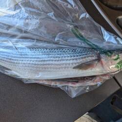 Großkopf Meerärsche kommt in die Pfanne.