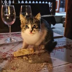 Nächtliche Naschkatze