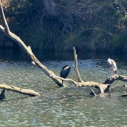 Kormoran & Weisswangenreiher