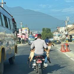 In Nepal fahren auch Ziegen auf dem Motorroller mit.