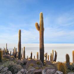 Isla Incahuasi 🥹🫠 Fell in love with this landscape