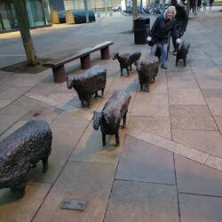 These sheep reminded we of ones in Toronto.