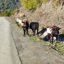 Kühe an der Strasse ins Tal 😇