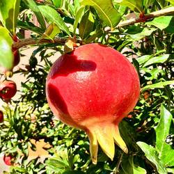 Granatapfel
