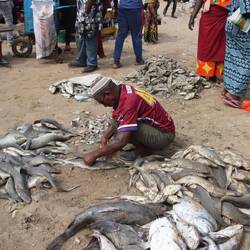Fisch-Schlachterei mit Flex-Scheibe als Unterlage