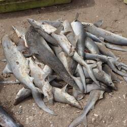 Haie vor der Zerteilung