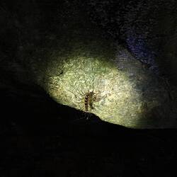 Creepy thing we saw