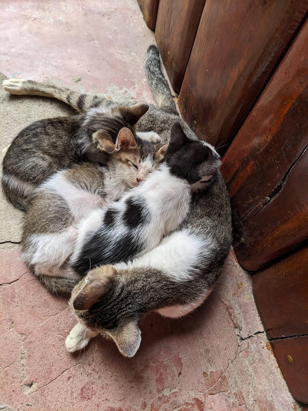 The little cat family living at our guesthouse