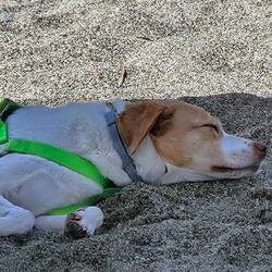 Auch dem "Flocki" gefällts am Strand