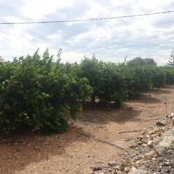 Orangen- und Zitronenplantagen säumen die Straßen