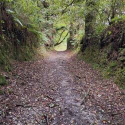 We walked along a lot of wooden trails today.
