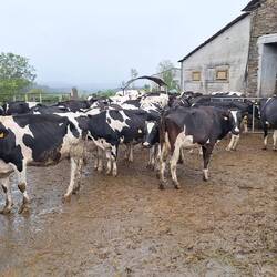 The first black and white cows we've seen, but the smell nearly made your eyes water.
